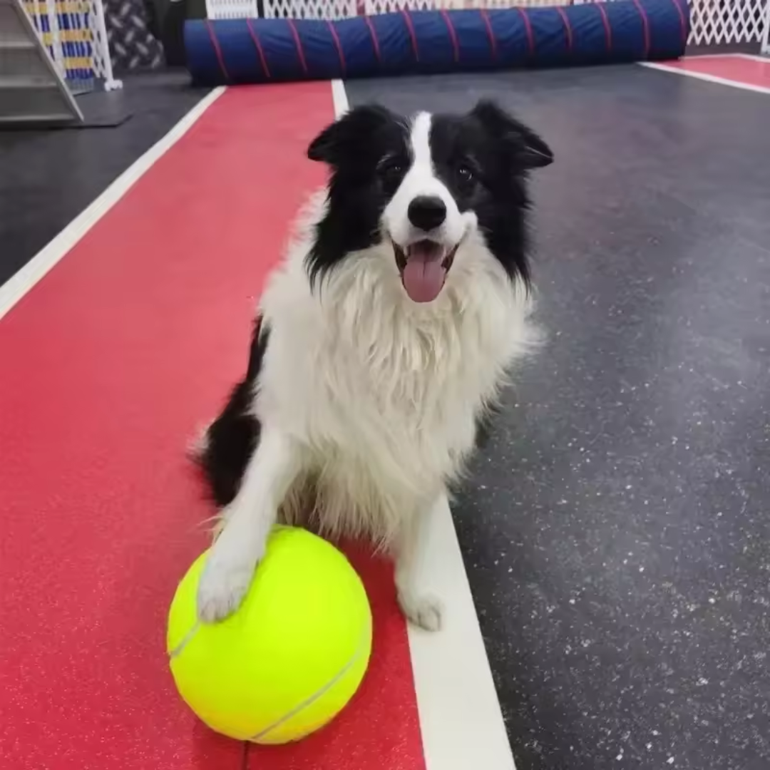 Brinquedo Bola Inflável Gigante para Cães