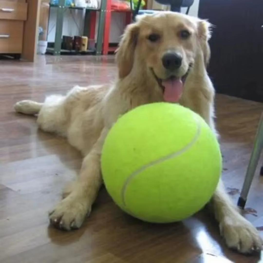 Brinquedo Bola Inflável Gigante para Cães