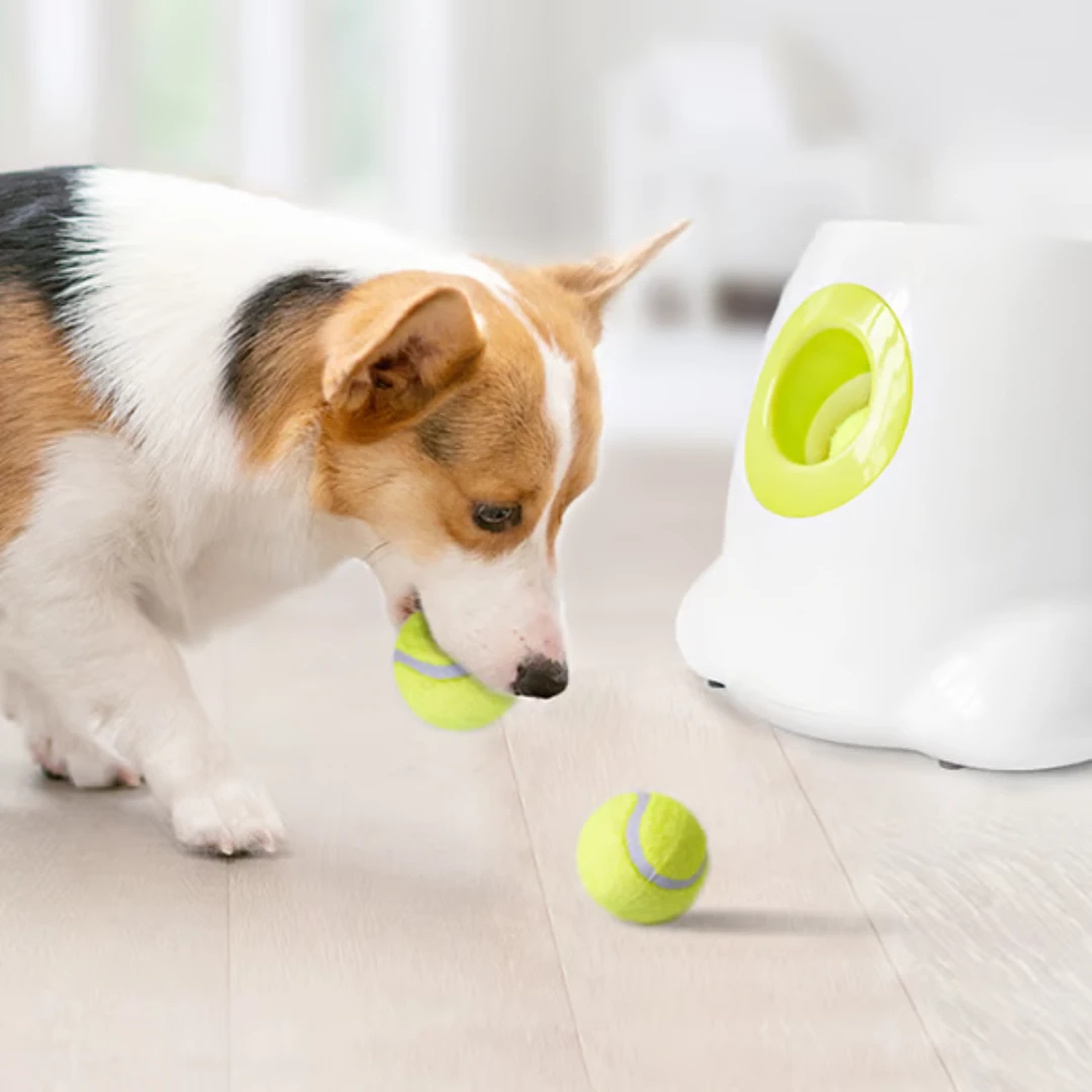 Lançador Automático de Bolinhas para Cães