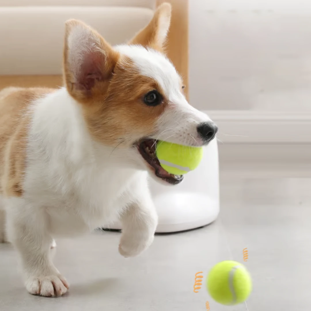 Lançador Automático de Bolinhas para Cães