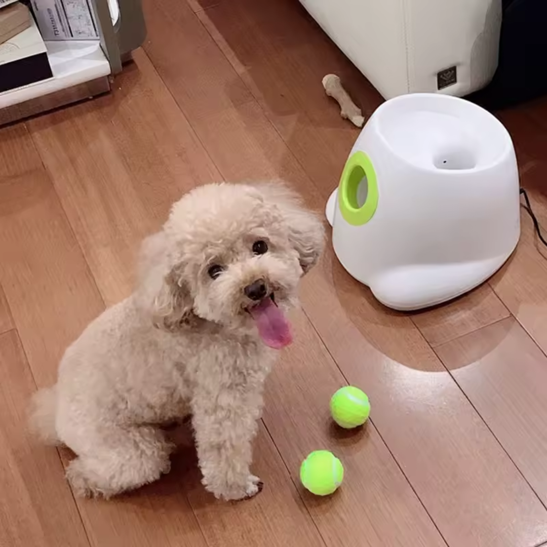 Lançador Automático de Bolinhas para Cães