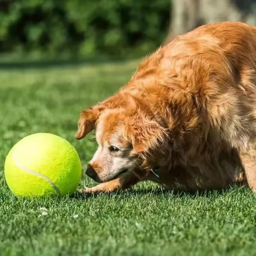 Brinquedo Bola Inflável Gigante para Cães