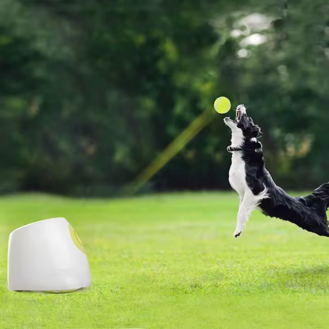 Lançador Automático de Bolinhas para Cães